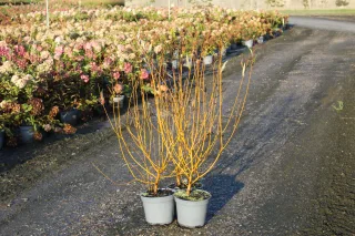 Pot 5L