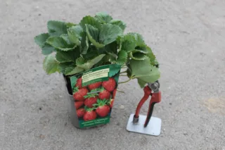 Pot 2L hauteur moyenne 20/40 cm (hors pot)