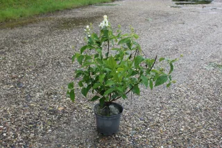 Pot 3L hauteur moyenne 60/80 cm (hors pot)