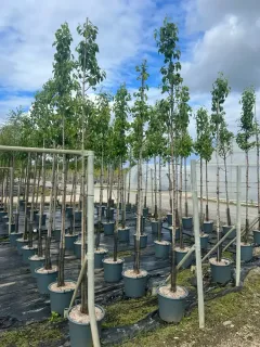 Pot 30L formé en tige de 200 cm, avec une force de 8 à 10 cm, pour une hauteur totale de 200 à 300 cm (hors pot)