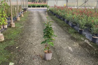 Pot 5L hauteur moyenne 40/60 cm (hors pot)