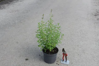 Pot 3L