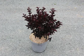 Pot 7.5L  Touffe