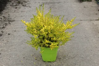 Pot 8L