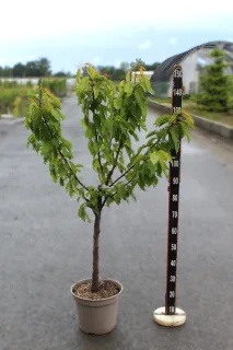 Pot 12L formé en gobelet sur une tige de 60-70 cm, hauteur totale de 125-150 cm (hors pot), plante âgée de 3 ans