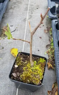 Pot 1.5L Touffe