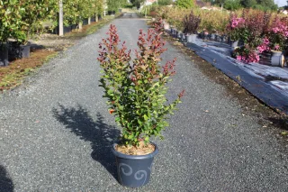 Pot 7.5L