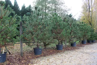 Pot 130L hauteur moyenne 250/300 cm (hors pot)