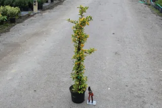 Pot 3L hauteur moyenne 60/80 cm (hors pot)