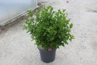 Pot 15L