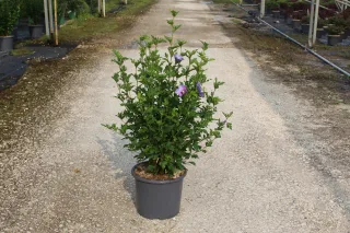 Pot 15L
