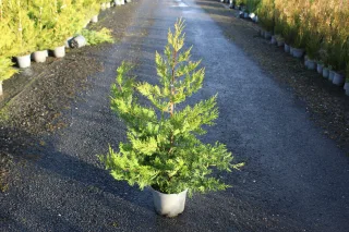 Pot 5L hauteur moyenne 80/100 cm (hors pot)