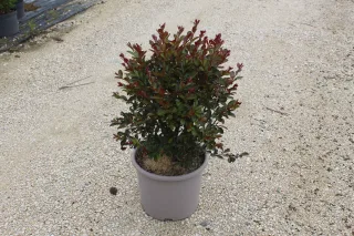 Pot 15L Touffe