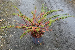 Pot 3L hauteur moyenne 30/40 cm (hors pot)