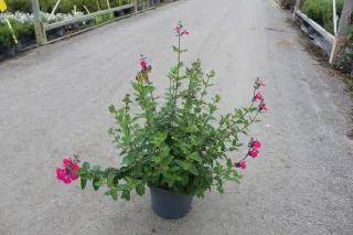 Pot 7.5L