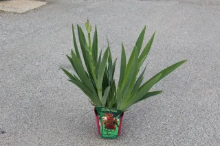 Pot 25L