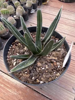 Pot 2L Hauteur 10 cm (hors pot)