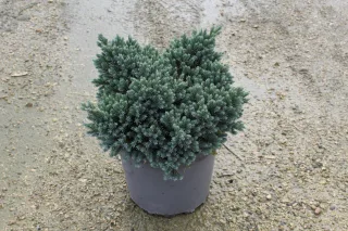 Pot 7.5L hauteur moyenne 30/40 cm (hors pot)