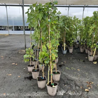 Pot 5L Hauteur 100/150 cm (hors pot)