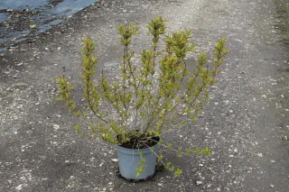 Pot 7.5L hauteur moyenne 40/60 cm (hors pot)