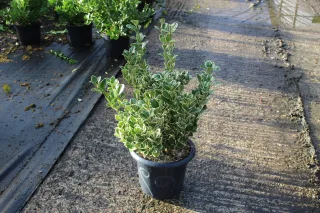 Pot 7.5L hauteur moyenne 40/60 cm (hors pot)