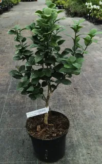 Pot 5L sur poncirus - Tigette