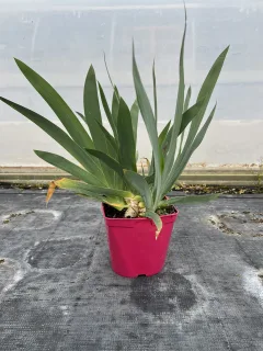 Pot 2,5L