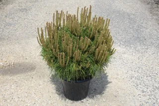Pot 7.5L