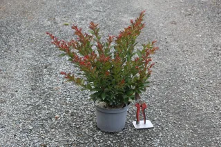 Pot 3L