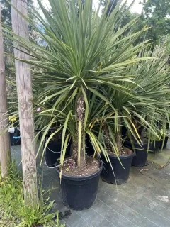 Pot 70L hauteur 175/200 cm 3 pieds dans le pot