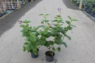 Pot 3L