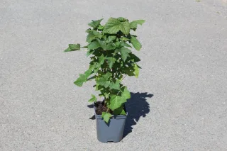 Pot 2L hauteur moyenne 20/40 cm (hors pot)