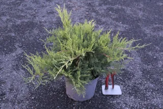 Pot 3L hauteur moyenne 30/40 cm (hors pot)