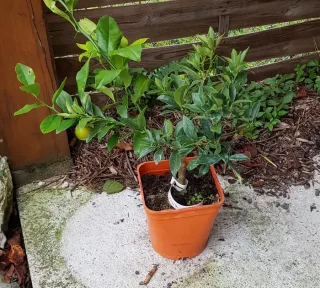 Pot 5L sur Volka - formé en touffe