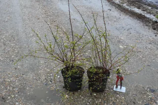 Pot 3L hauteur moyenne 40/60 cm (hors pot)