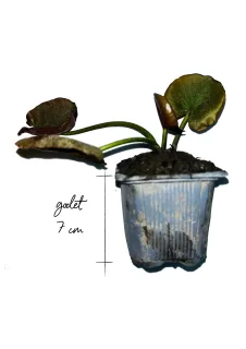 Godet de 7 cm x 7cm x 9cm de hauteur