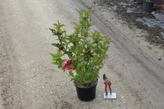 Pot 3L hauteur moyenne 40/60 cm (hors pot)