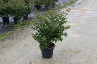 Pot 7.5L