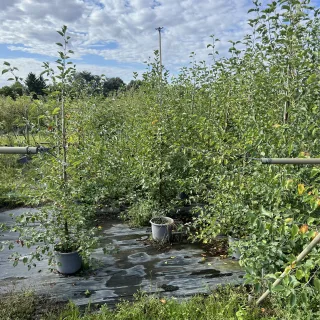 Pot 15L formé en baliveau hauteur variable entre 150-250 cm (hors pot)