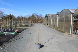 Pot 15L formé en ½ tige sur une tige de 150 à 200 cm, pour une hauteur totale de 250 à 300 cm (hors pot)