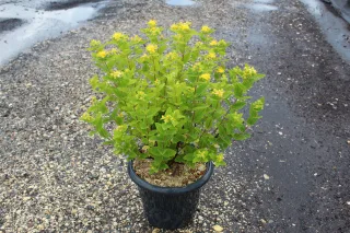 Pot 7.5L
