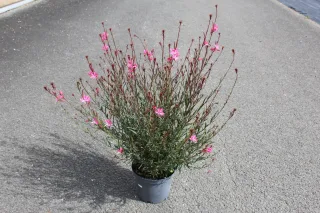 Pot 3L