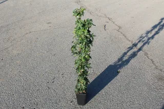 Pot 2L hauteur moyenne 60/80 cm (hors pot)