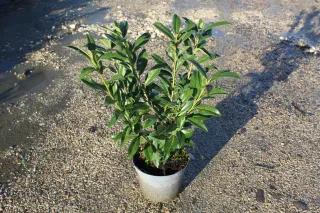 Pot 4L hauteur moyenne 40/60 cm (hors pot)