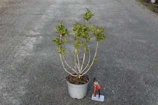 Pot 3L hauteur moyenne 60/80 cm (hors pot)