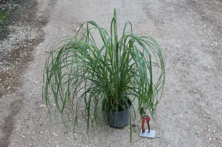 Pot 3L