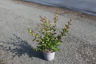 Pot 3L