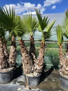 Pot 150L trio de 3 troncs hauteur des troncs 60 à 120 cm hauteur totale 180/200 cm