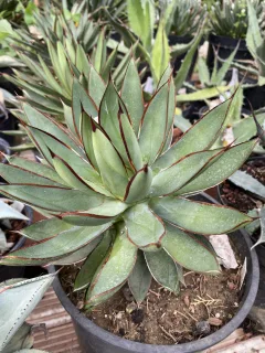 Pot 5L Hauteur 17 cm (hors pot)