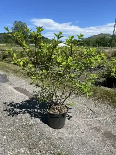 Pot 10L Hauteur 80/100 cm (hors pot)